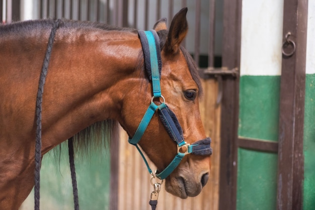 Caballo en el establo