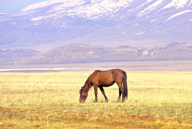 Un caballo en la estepa de Kurai Una mascota pasta entre la hierba seca en la primavera