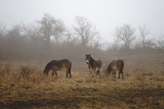 El caballo de Exmoor