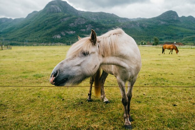 Caballo en finca rural