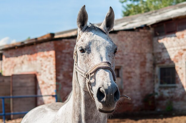 El caballo en el fondo de los establos.