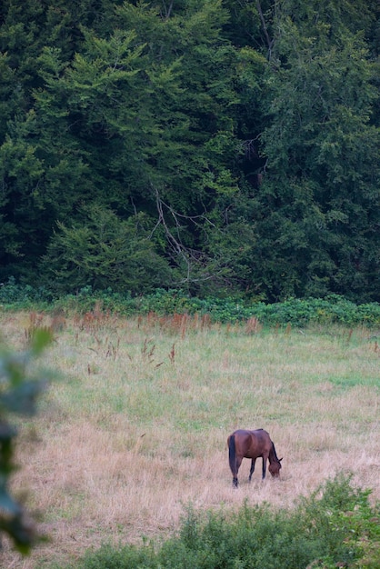 Caballo una foto de un caballo en un entorno natural.