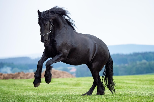 Caballo frisón negro corriendo en el campo