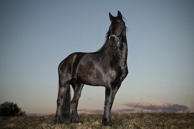 Caballo frisón negro