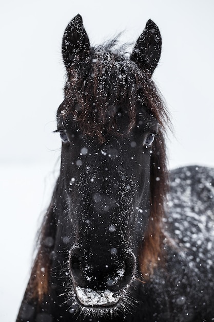 Caballo frisón y nevadas