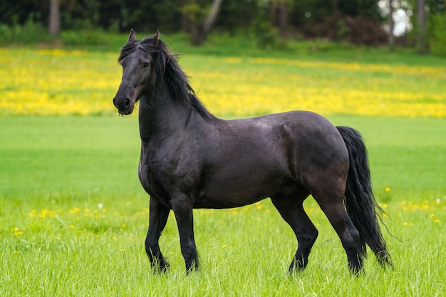 Caballo frisón de pie sobre un campo verde