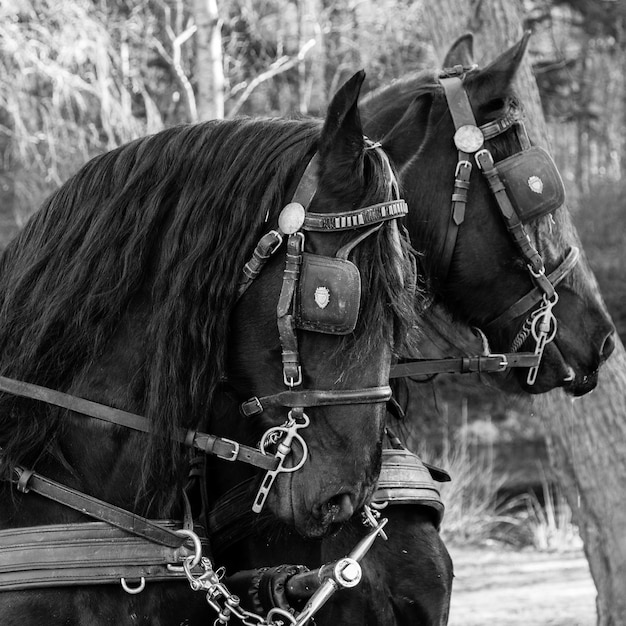 Foto caballo frisón