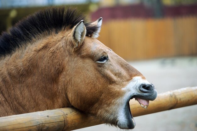 Foto el caballo gracioso.