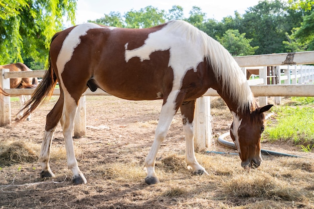 caballo en la granja