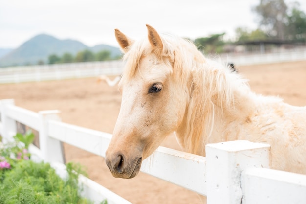 Caballo en granja