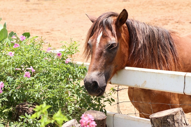 caballo en la granja