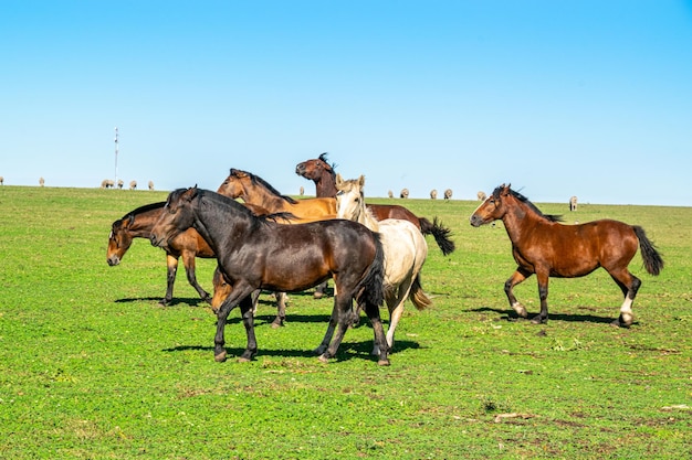 Caballo en una granja