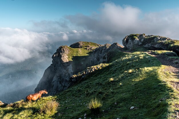 Caballo gratis en la cima de las Peñas de Aya