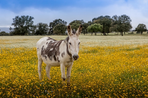 Caballo gratis en una pradera en flor