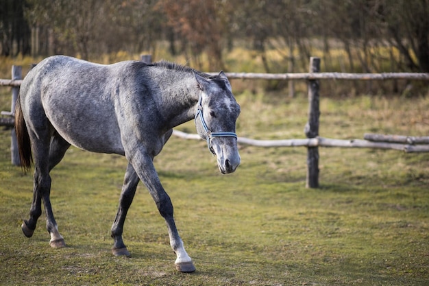 Un caballo gris camina en una pajarera a lo largo de una cerca