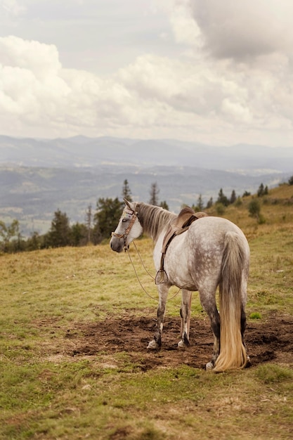 Caballo gris se encuentra en la cima de la montaña