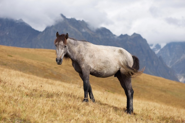 Caballo gris en las montañas