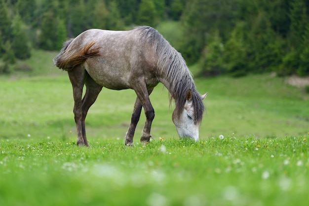 Caballo gris en el pasto en primavera