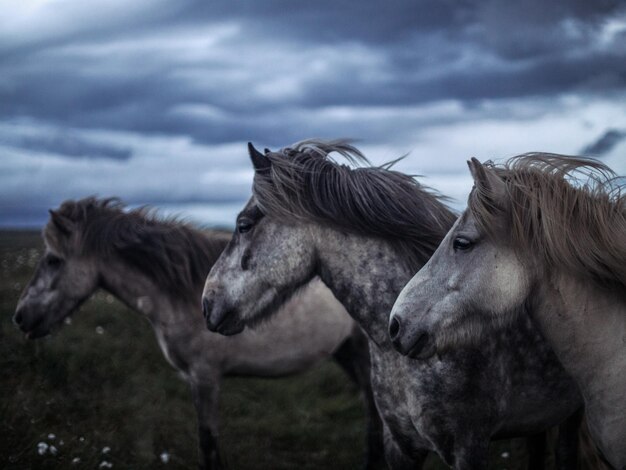 Foto caballo de grupos