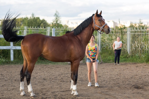 Caballo hannoveriano de color marrón rojizo con franja blanca