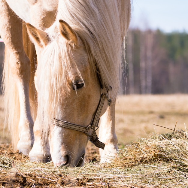 Caballo hembra comiendo heno seco