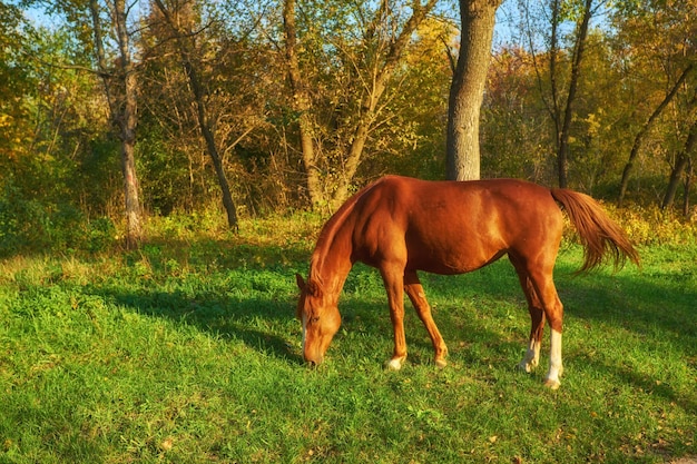 caballo en la hierba verde