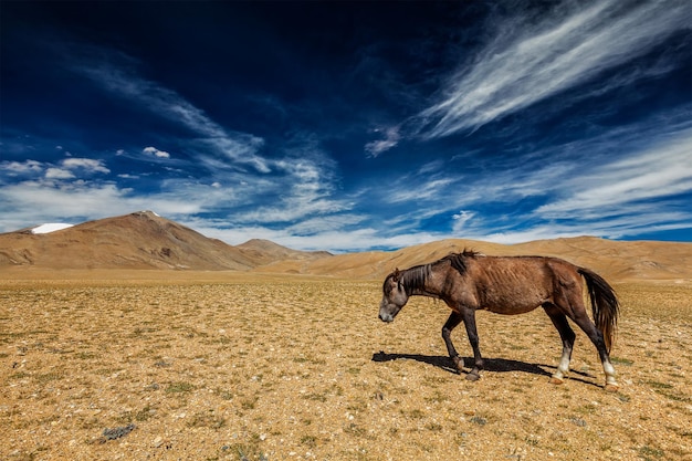 Caballo en el Himalaya