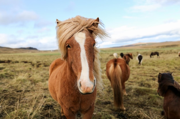 Caballo islandés en un campo de hierba