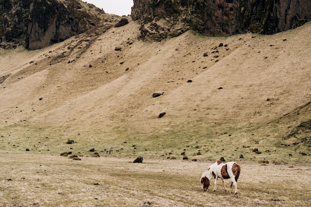 El caballo islandés es una raza de caballos criados en islandia un caballo marrón blanco manchado come amarillo