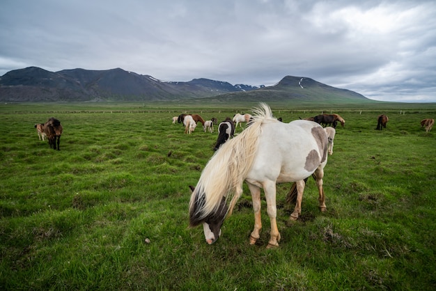 Caballo islandés en la naturaleza escénica de Islandia.