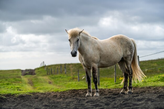 Caballo islandés en la naturaleza escénica de Islandia.