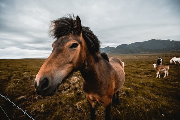 Caballo islandés en la naturaleza escénica de Islandia.