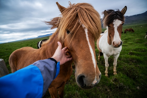 Caballo islandés en la naturaleza escénica de Islandia.