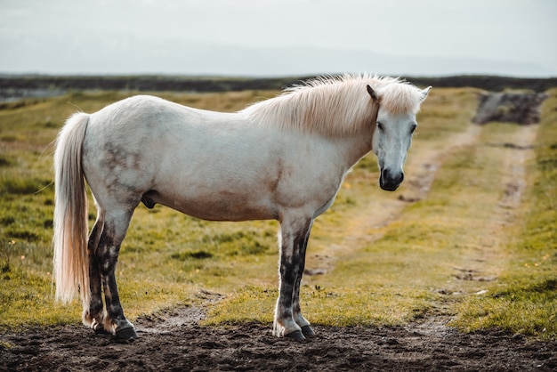 Caballo islandés en la naturaleza escénica de Islandia.