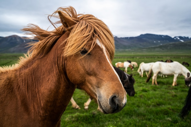 Caballo islandés en la naturaleza escénica de Islandia.