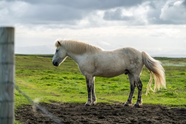 Caballo islandés en la naturaleza escénica de Islandia.