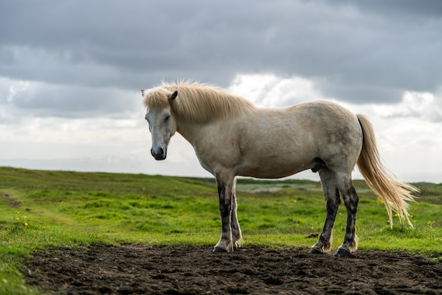 Caballo islandés en la naturaleza escénica de Islandia