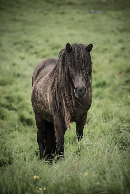 Caballo islandés solo