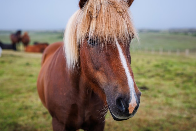 Caballo islandés y su rebaño en el campo en el fondo