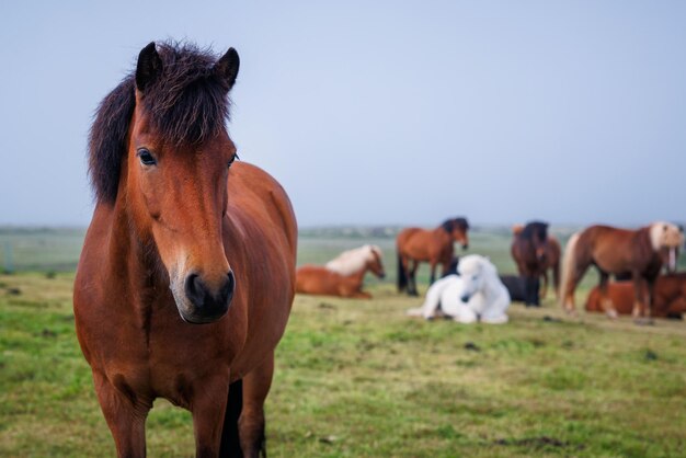 Caballo islandés y su rebaño en el campo en el fondo