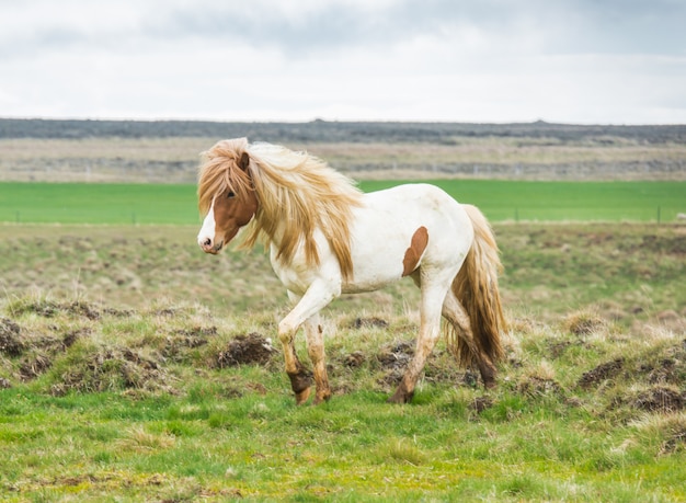 Caballo islandés