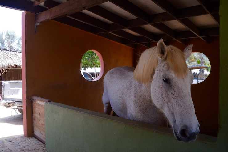 Foto caballo en jaula