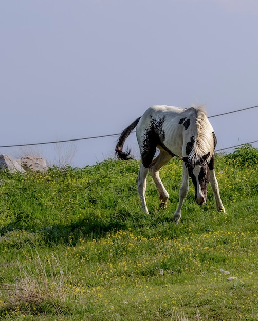 Un caballo joven en las montañas libre para correr en los prados.