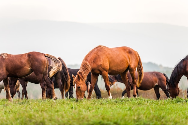 Caballo joven pastando en un prado en otoño