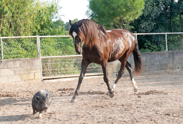 caballo jugando con un cerdo