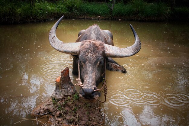 Foto caballo en un lago