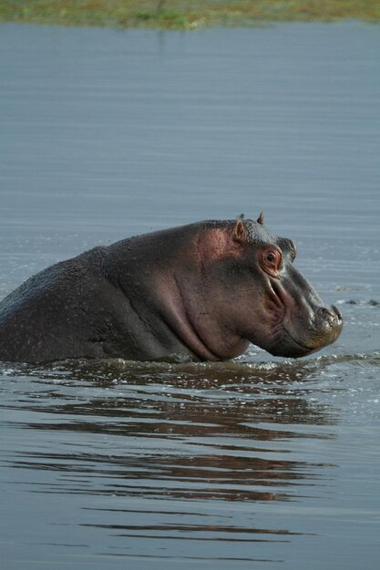 Caballo en un lago