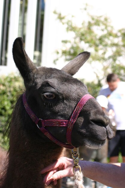 Foto el caballo de lama