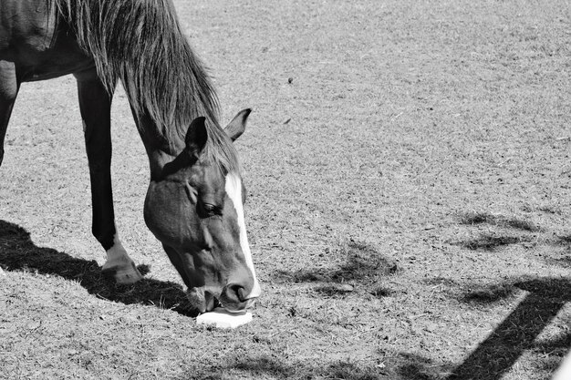 El caballo lame la sal.