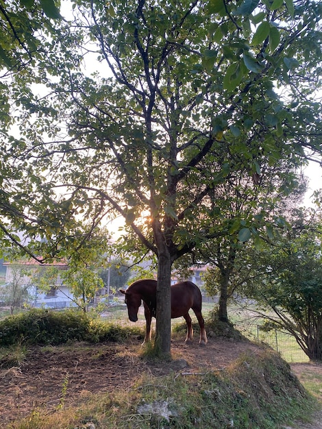 Caballo en libertad en un prado del norte de España. Caballo libre al atardecer.